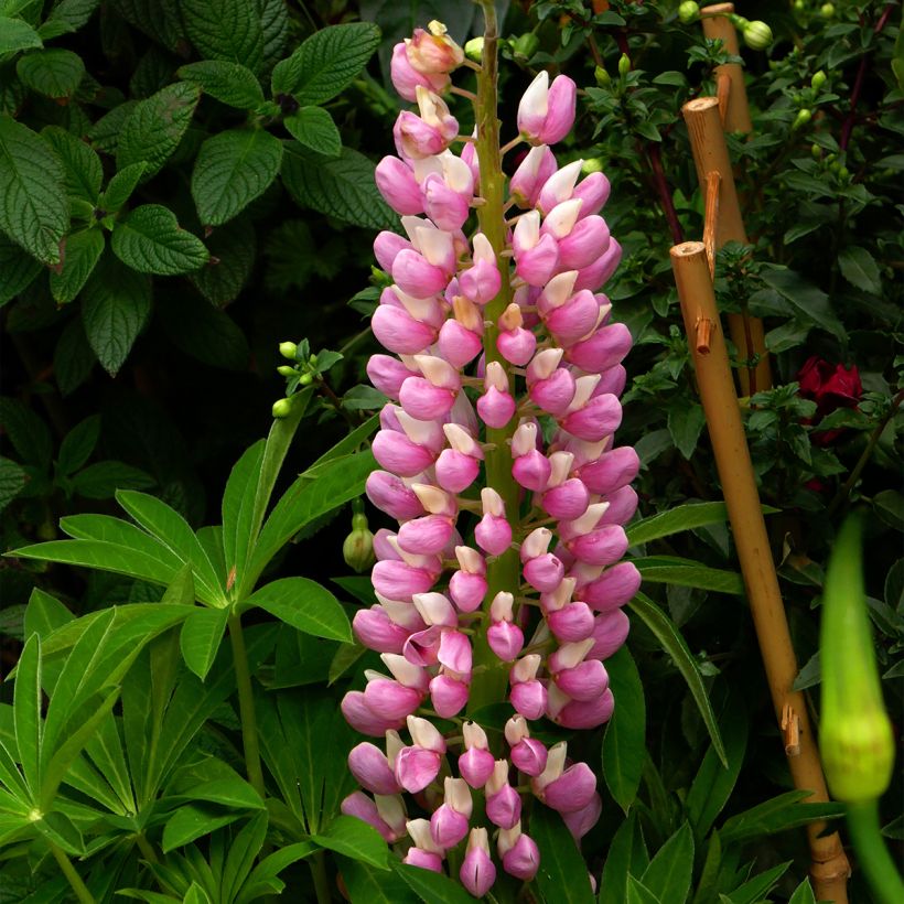 Lupinus Minaret - Lupino (Flowering)
