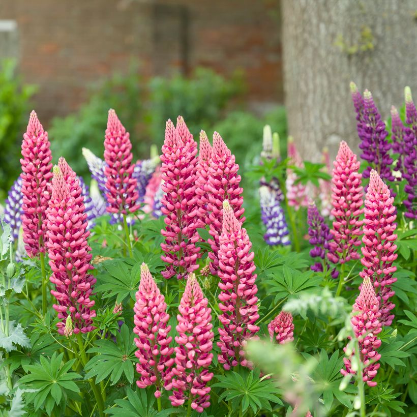 Lupinus Minaret - Lupino (Plant habit)