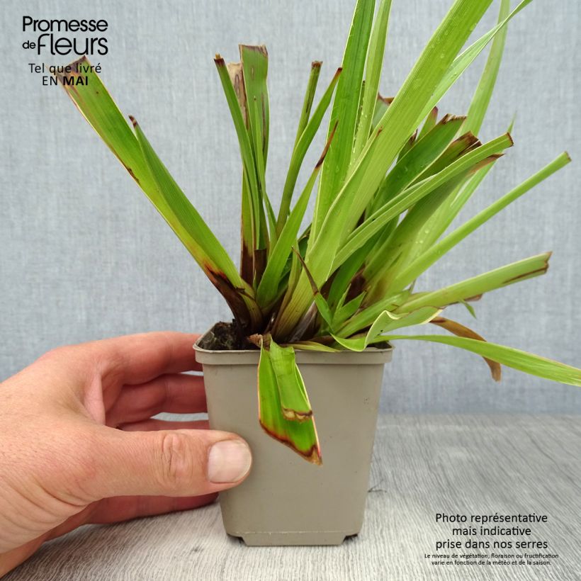 Example of Luzula sylvatica Marginata Vasetto da 8/9 cm as you get in printemps