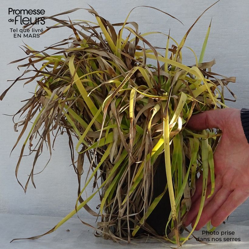 Example of Luzula sylvatica Solar Flare Vaso da 2L/3L as you get in printemps