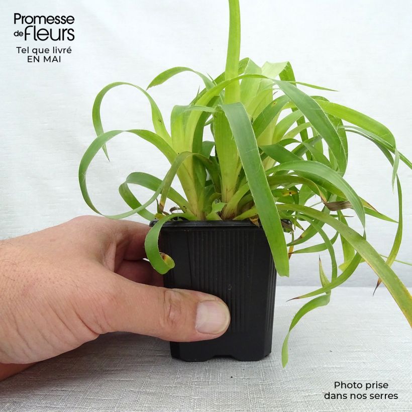 Example of Luzula sylvatica Solar Flare Vasetto da 8/9 cm as you get in printemps