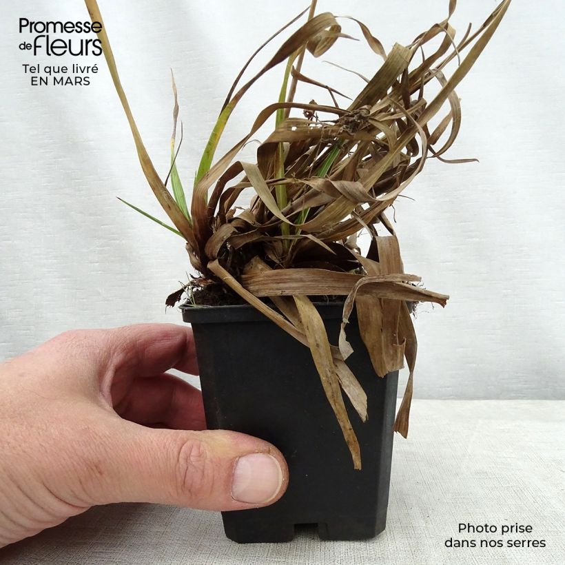 Example of Luzula sylvatica Surprise Vasetto da 8/9 cm as you get in printemps