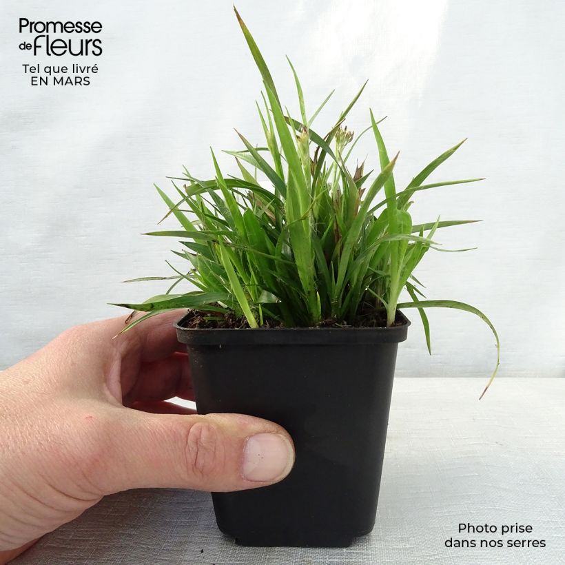 Example of Luzula pilosa - Erba lucciola pelosa Vasetto da 8/9 cm as you get in printemps