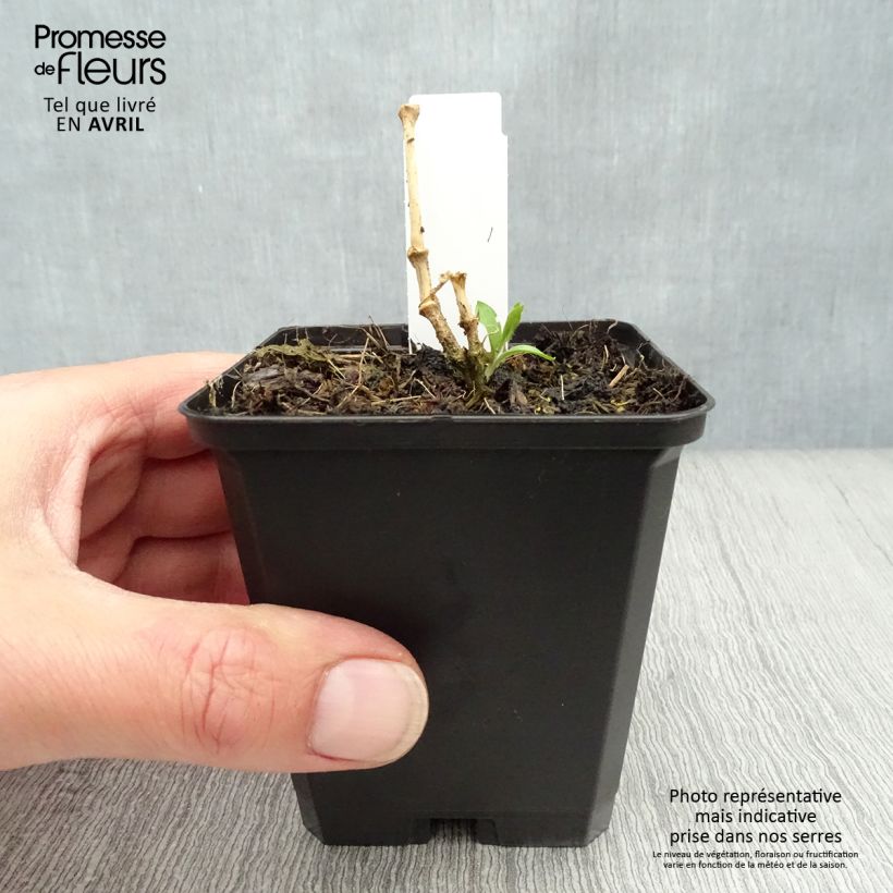 Lychnis arkwrightii Vesuvius - Crotonella Vasetto da 8/9 cm esemplare consegnato in primavera