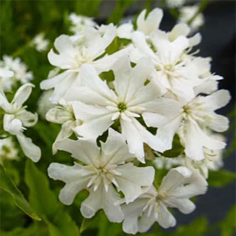 Lychnis chalcedonica Alba - Crotonella scarlatta (Fioritura)
