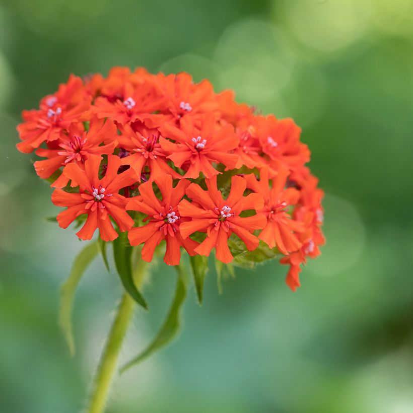 Lychnis chalcedonica Flore Pleno - Crotonella scarlatta (Flowering)