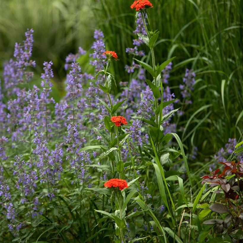 Lychnis chalcedonica Flore Pleno - Crotonella scarlatta (Plant habit)