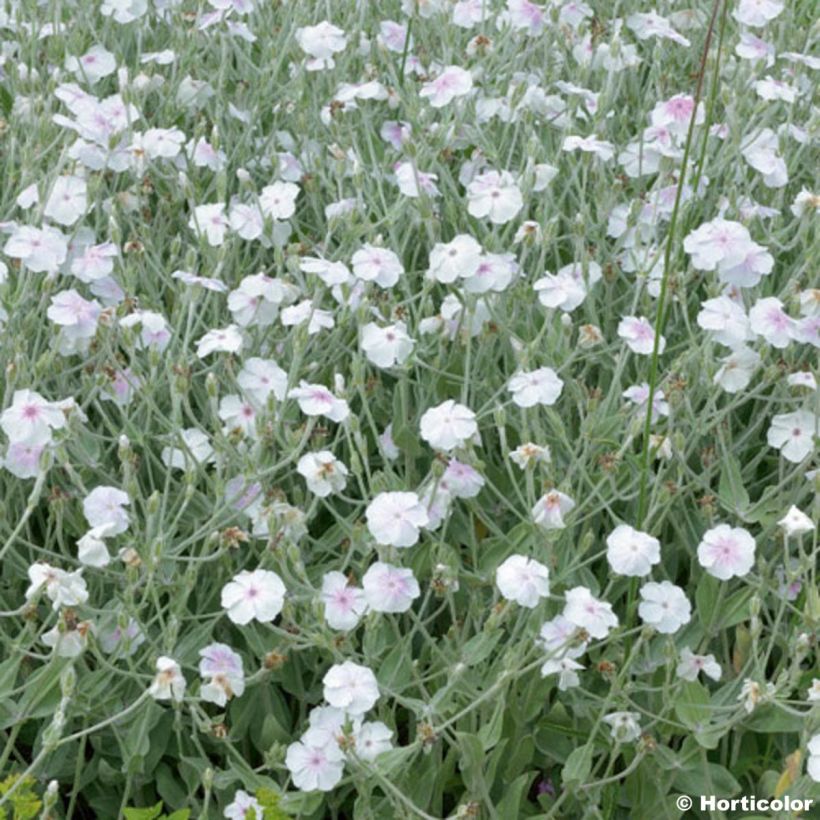 Lychnis coronaria Alba - Crotonella coronaria (Flowering)
