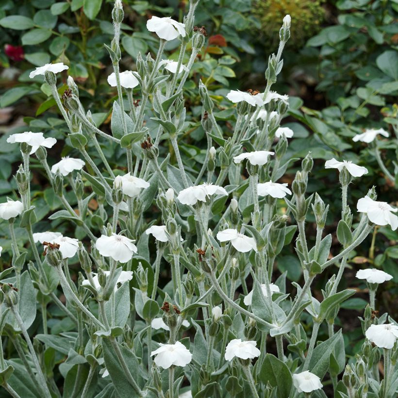 Lychnis coronaria Alba - Crotonella coronaria (Plant habit)