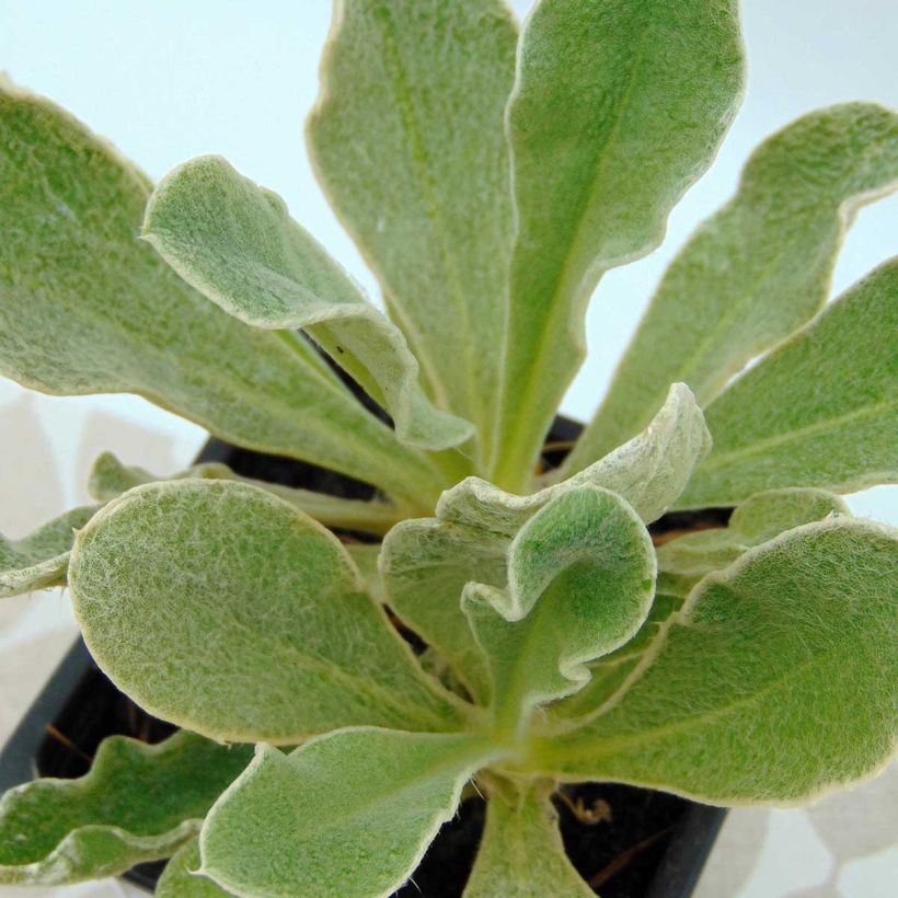 Lychnis coronaria Oculata - Crotonella coronaria (Fogliame)