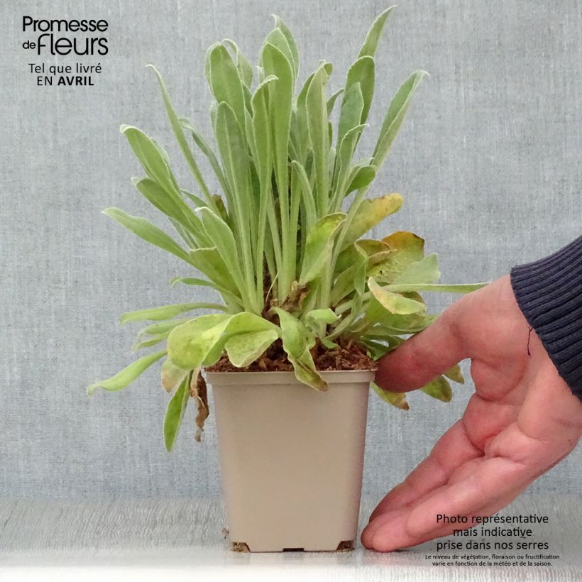 Lychnis coronaria Oculata - Crotonella coronaria Vasetto da 8/9 cm esemplare consegnato in primavera