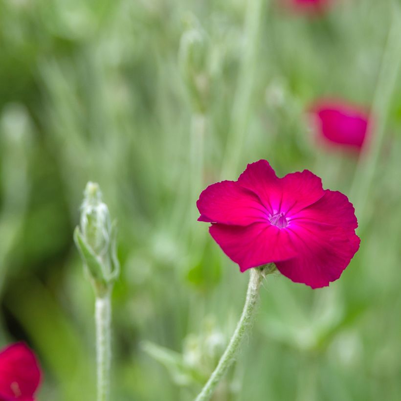 Lychnis coronaria Atrosanguinea - Crotonella coronaria (Fioritura)