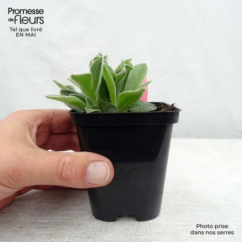 Lychnis coronaria Atrosanguinea - Crotonella coronaria Vasetto da 8/9 cm esemplare consegnato in primavera