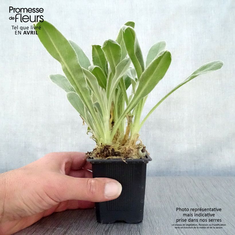 Crotonella coronaria - Lychnis coronaria Vasetto da 8/9 cm esemplare consegnato in primavera