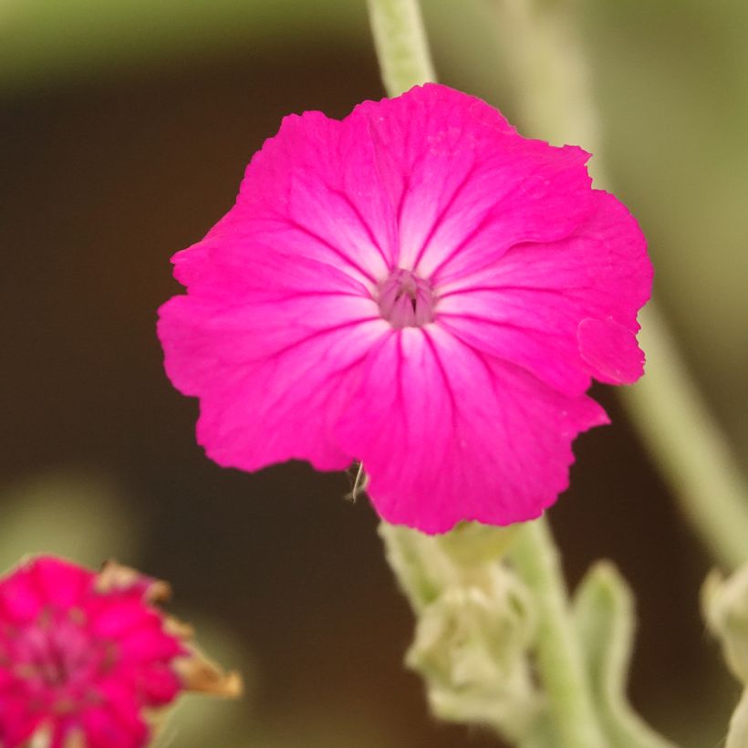 Crotonella coronaria - Lychnis coronaria (Fioritura)