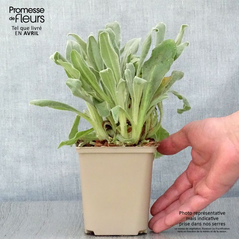 Example of Lychnis coronaria Gardener's World - Crotonella coronaria Vasetto da 8/9 cm as you get in printemps