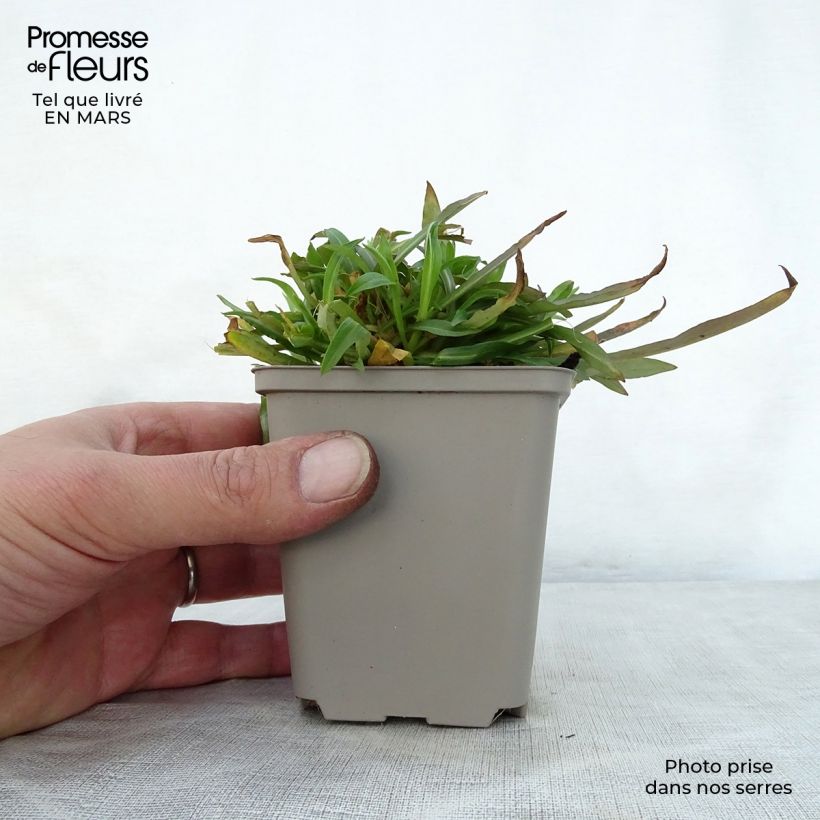 Lychnis flos-cuculi Jenny - Crotonella Fior di cuculo Vasetto da 7/8 cm esemplare consegnato in primavera