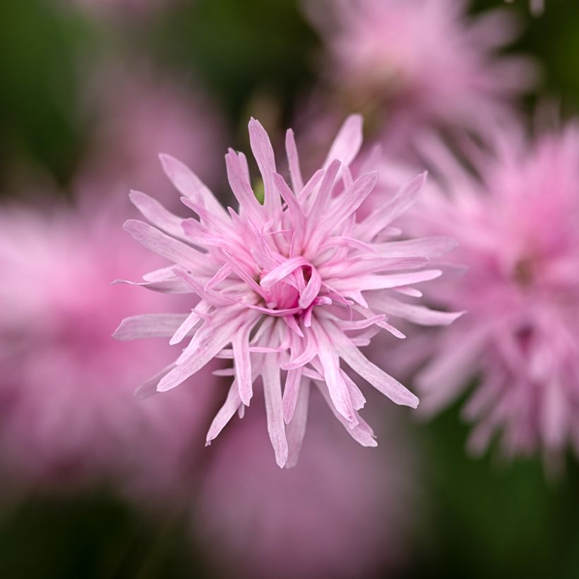 Lychnis flos-cuculi Jenny - Crotonella Fior di cuculo (Fioritura)