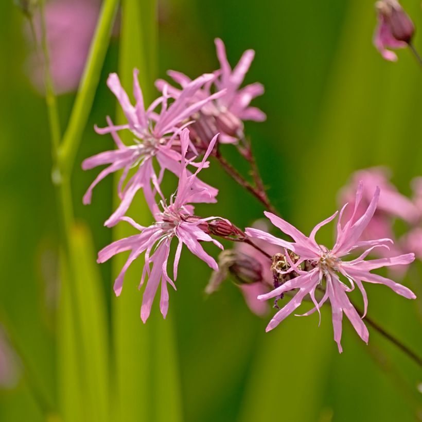 Lychnis flos-cuculi - Crotonella Fior di cuculo (Fioritura)