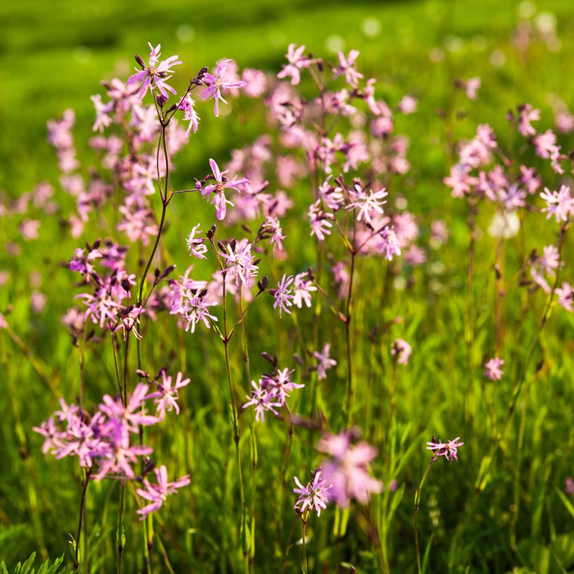 Lychnis flos-cuculi - Crotonella Fior di cuculo (Porto)