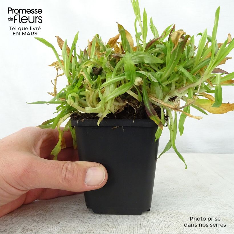 Example of Lychnis flos-cuculi Petit Henri - Crotonella Fior di cuculo Vasetto da 8/9 cm as you get in printemps