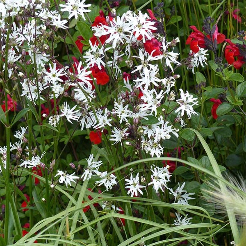 Lychnis flos-cuculi White Robin - Crotonella Fior di cuculo (Plant habit)