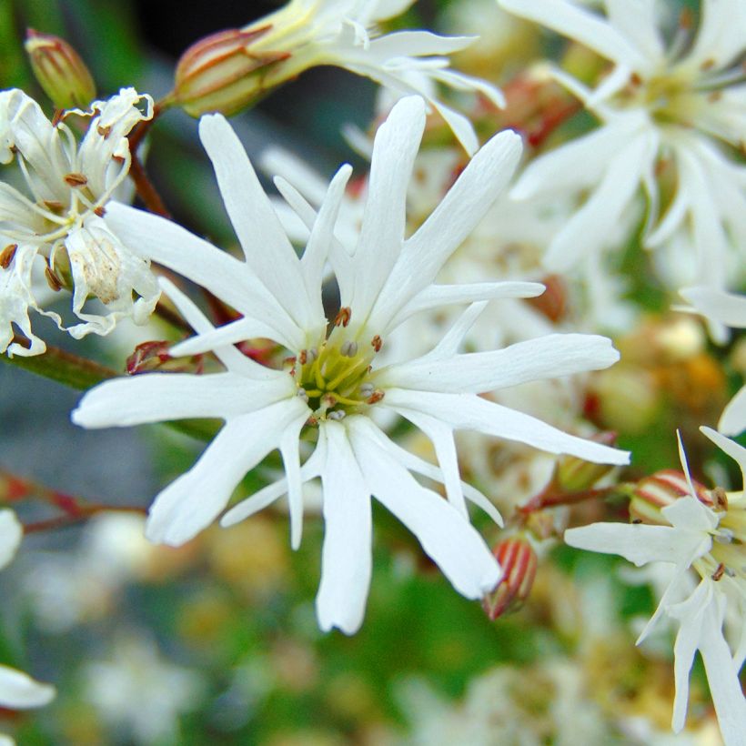 Lychnis flos-cuculi White Robin - Crotonella Fior di cuculo (Flowering)