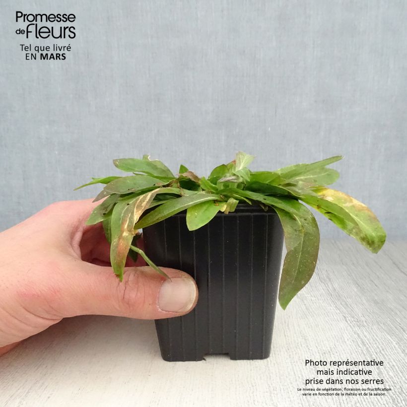 Example of Lychnis flos-cuculi White Robin - Crotonella Fior di cuculo Vasetto da 7/8 cm as you get in printemps