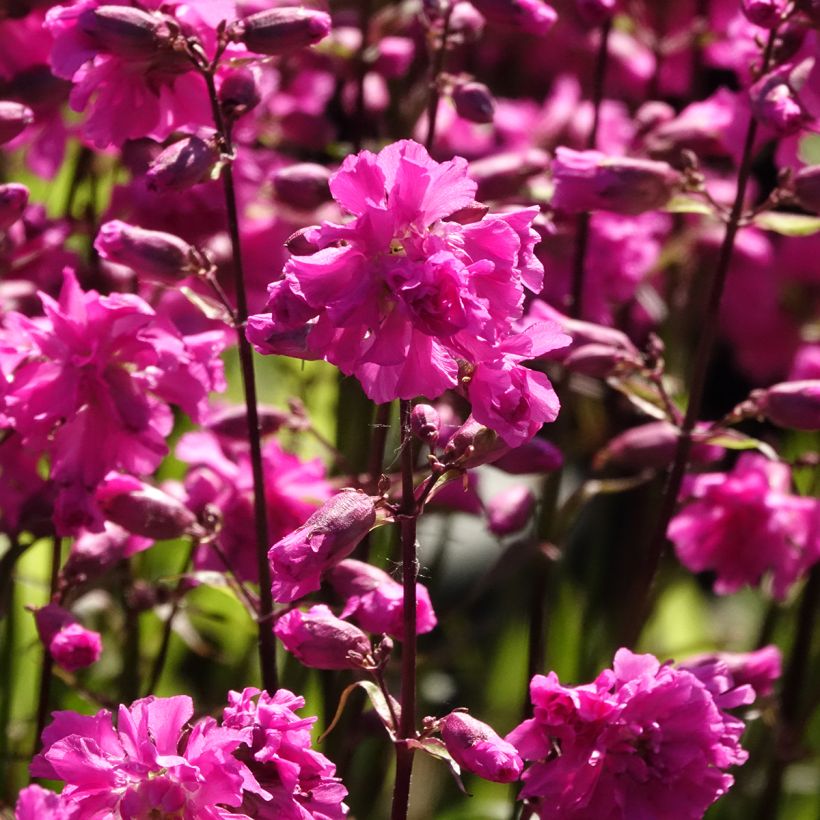 Lychnis viscaria Plena - Crotonella (Fioritura)