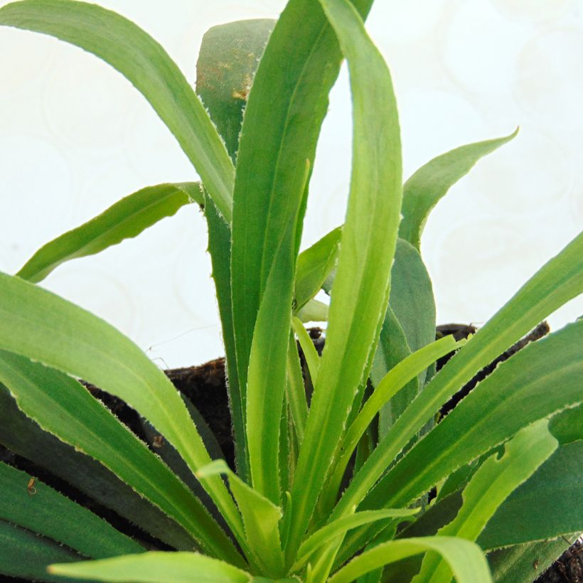 Lychnis viscaria Splendens - Crotonella (Foliage)