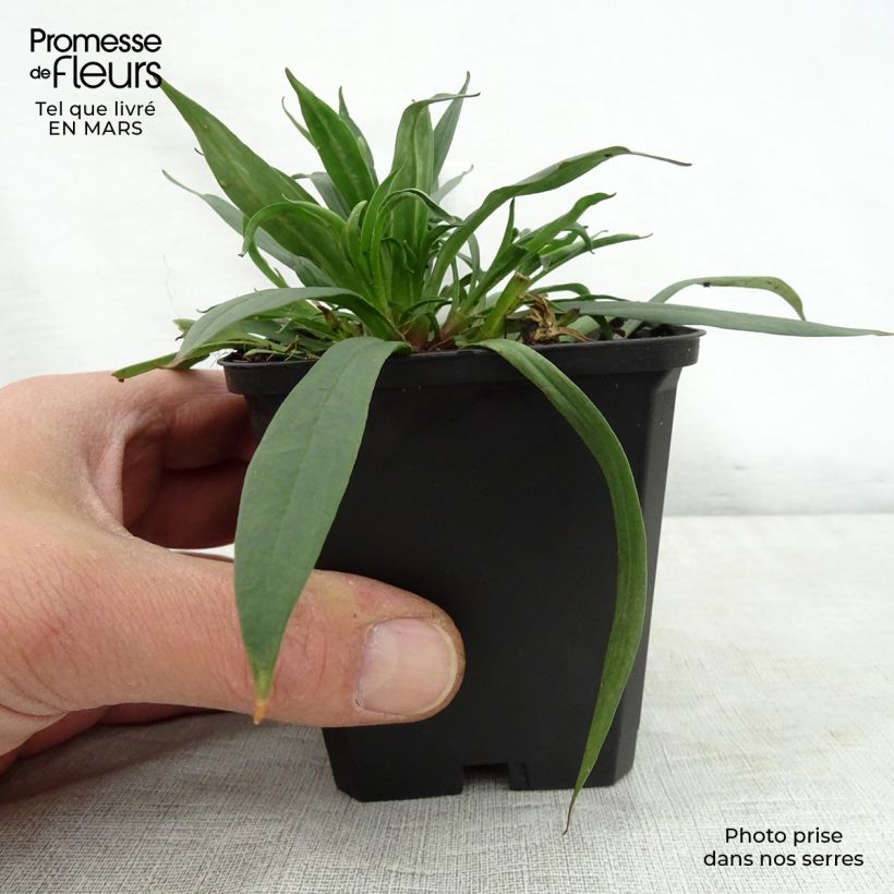 Example of Lychnis viscaria Splendens - Crotonella Vasetto da 8/9 cm as you get in printemps