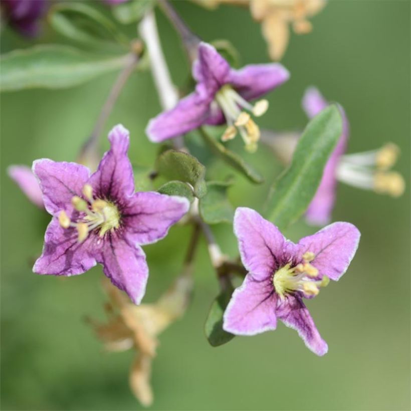 Lycium barbarum - Goji (Flowering)
