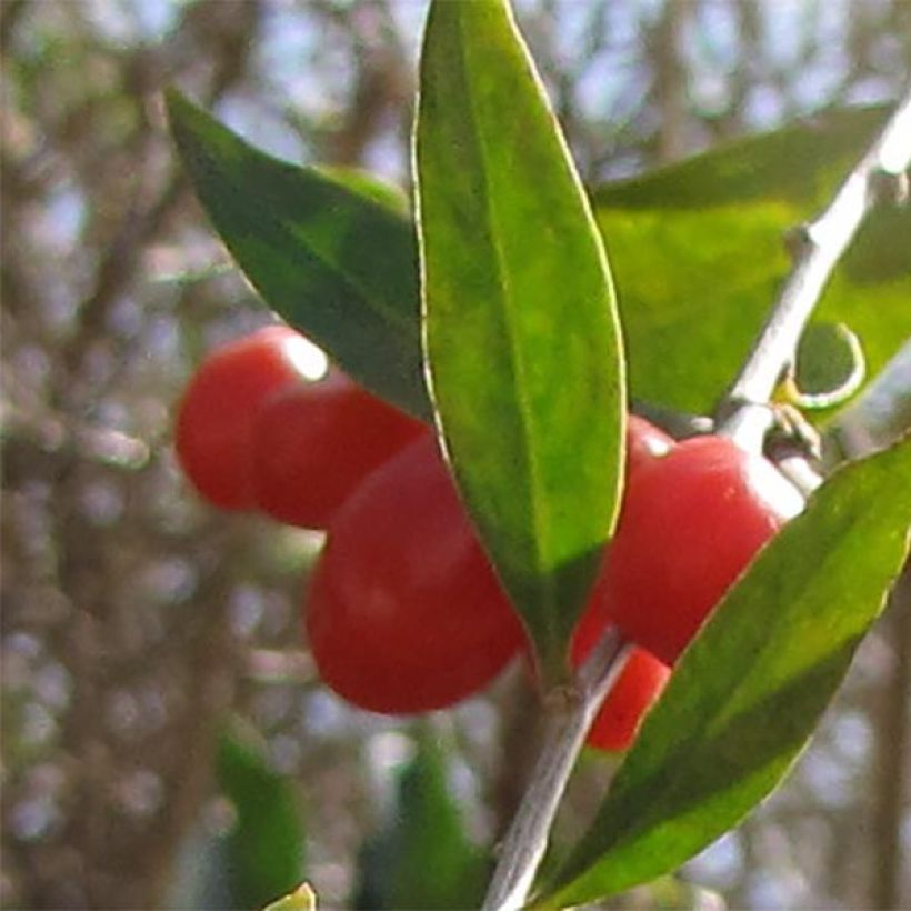 Lycium barbarum - Goji (Harvest)
