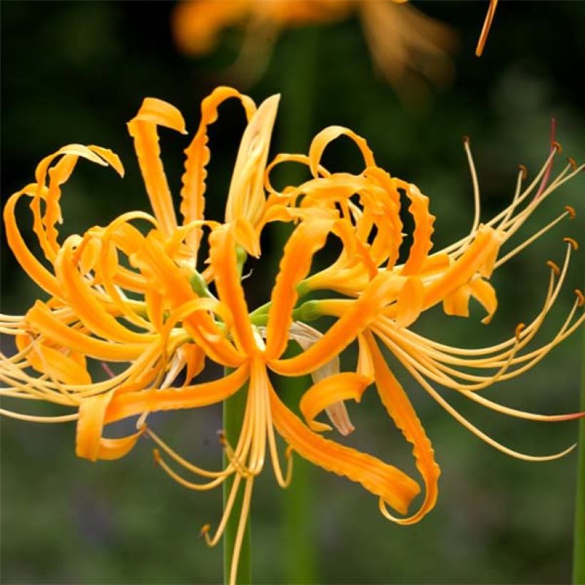 Lycoris aurea - Giglio ragno giallo (Fioritura)