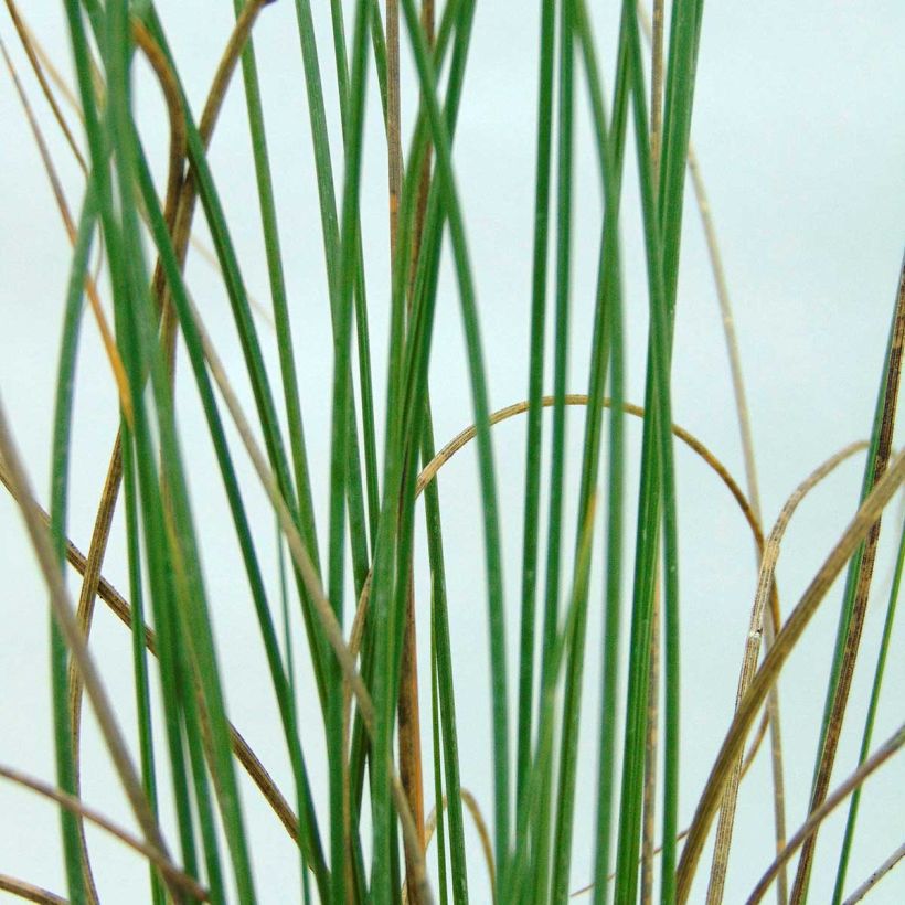 Lygeum spartum - Sparto steppico (Fogliame)