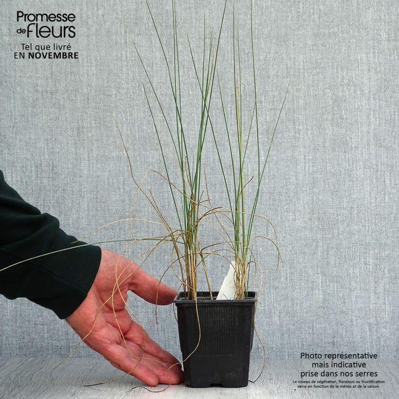 Esemplare di Lygeum spartum - Sparto steppico Vasetto da 8/9 cm come consegnato in autunno