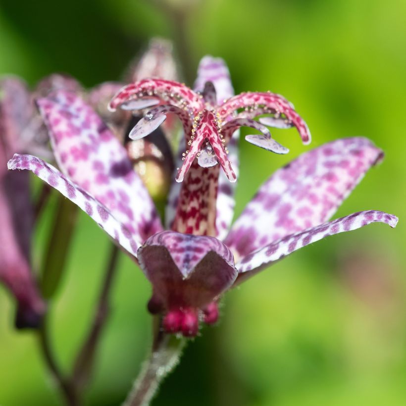 Tricyrtis formosana Autumn Glow (Flowering)