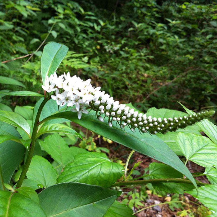 Lysimachia barystachys (Flowering)