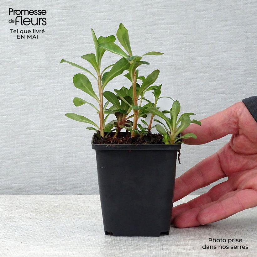 Example of Lysimachia barystachys Vasetto da 8/9 cm as you get in printemps