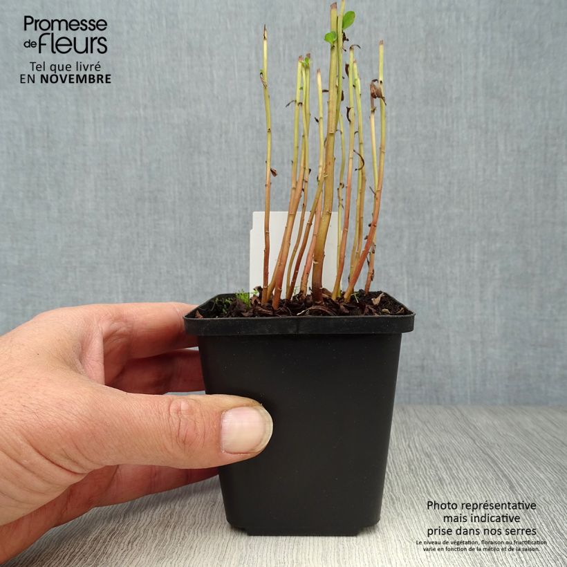 Esemplare di Lysimachia barystachys Vasetto da 8/9 cm come consegnato in autunno