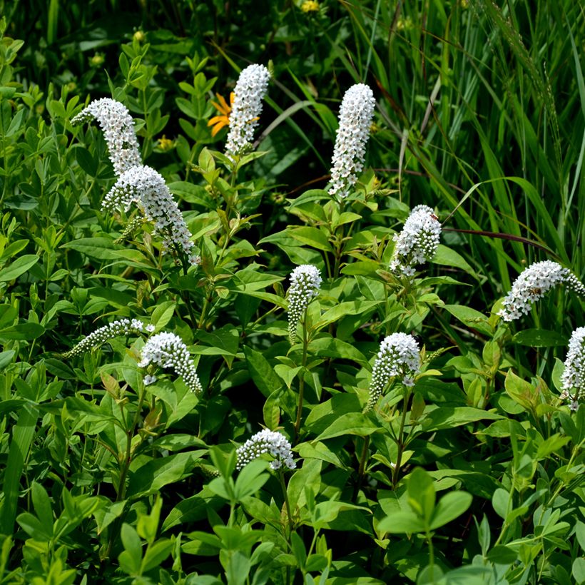 Lysimachia clethroides (Plant habit)
