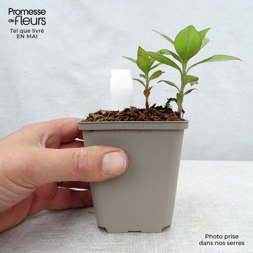 Example of Lysimachia clethroides Vasetto da 8/9 cm as you get in printemps