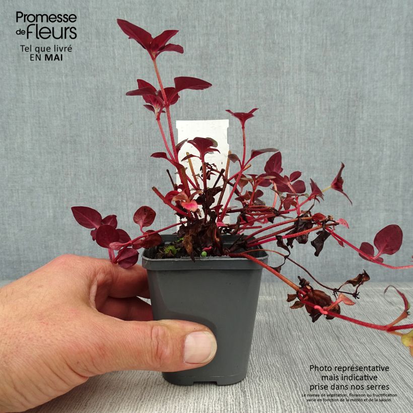 Example of Lysimachia congestiflora Vasetto da 8/9 cm as you get in printemps