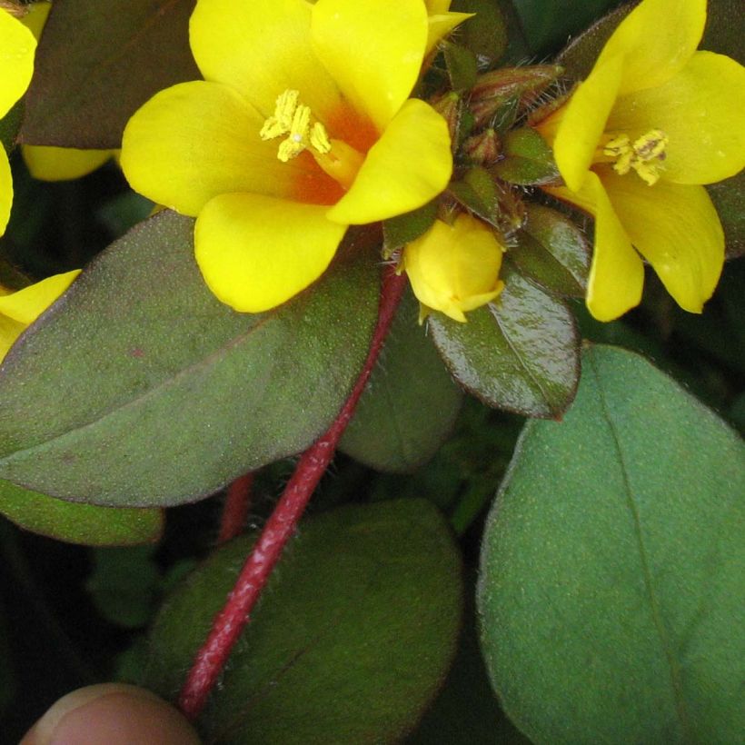 Lysimachia congestiflora (Foliage)