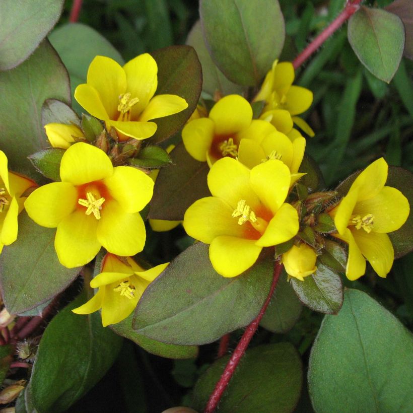 Lysimachia congestiflora (Flowering)