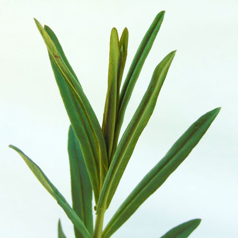 Lysimachia ephemerum (Foliage)
