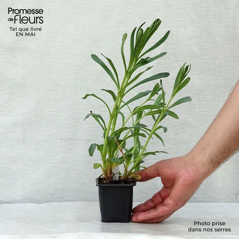 Example of Lysimachia ephemerum Vasetto da 8/9 cm as you get in printemps
