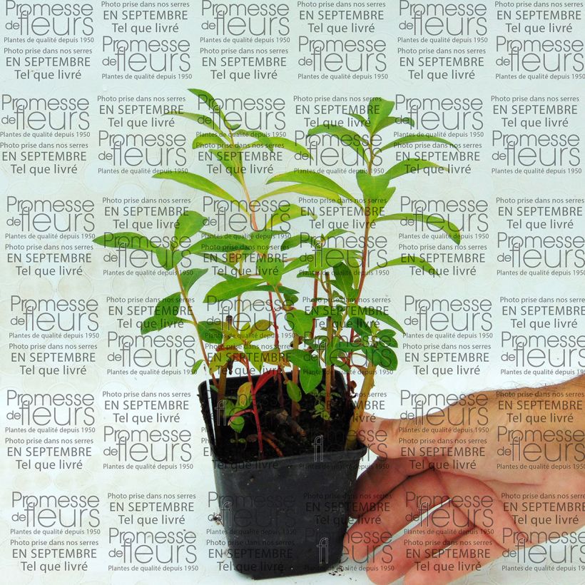 Esempio di esemplare Lysimachia fortunei Vasetto da 8/9 cm come consegnato