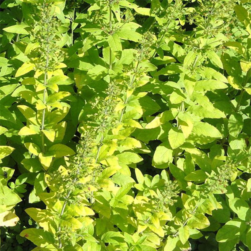 Lysimachia lichiangensis (Fogliame)