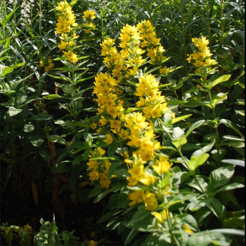 Lysimachia lichiangensis (Fioritura)